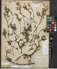 Foto von Salix repens subsp. repens L.